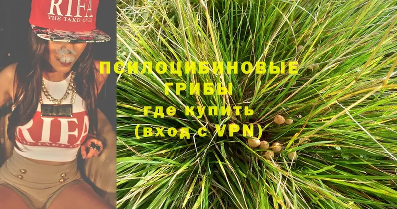 Галлюциногенные грибы Psilocybe  Киржач 